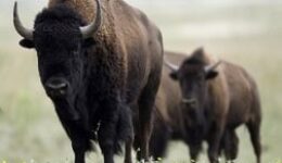 Prophecy News:  May 2016